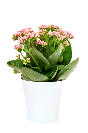 pink Calandiva flowers or Kalanchoe in pot on white backgroundの写真素材
