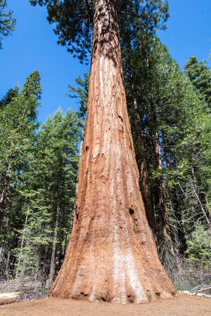 Sequoia Tree in Sequoia National Park, Californiaの写真素材