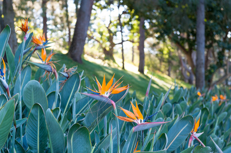 Crane flower or Bird of Paradise