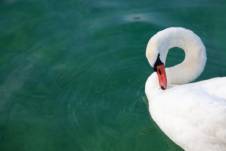 beautiful swan with curved neckの写真素材