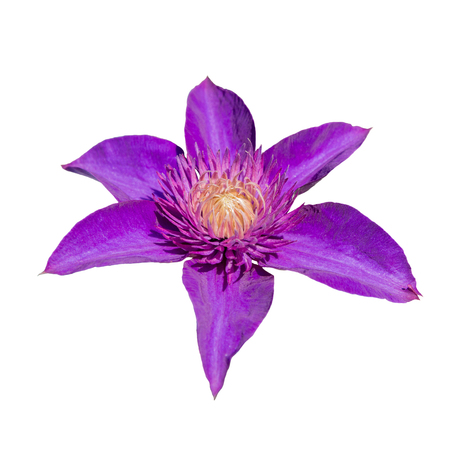 purple clematis flower isolated on white backgroundの写真素材