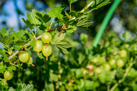 fresh green gooseberries on a branch on sunlight dayの写真素材