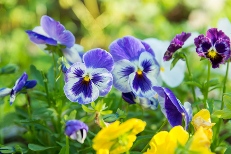 flowering colorful pansies in the garden 
の写真素材
