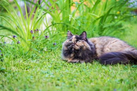beautiful long-haired cat lying on green grassの写真素材