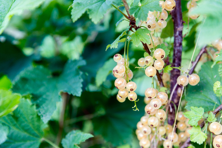 white currant on a branchの写真素材