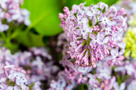 close up of purple lilac flowersの写真素材
