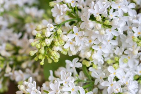 close up of white lilac flowersの写真素材