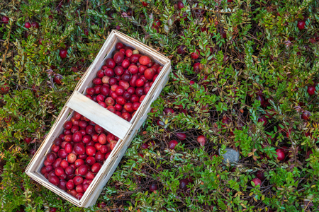 basket with fresh cranberries on a background of cranberry bushesの写真素材