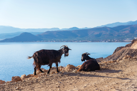 local goats on the rocky road against the sea and the island, Crete, Greeceの写真素材