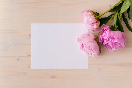 Pink peony flowers on white woodの写真素材