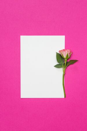 Small roses and blank white card on pinkの写真素材