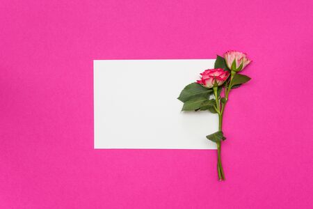 Small roses and blank white card on pinkの写真素材