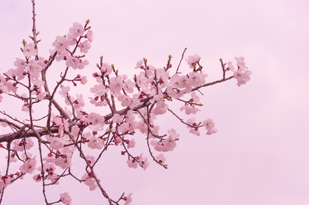 Cherry blossom has begun to bloom in Aprilの写真素材