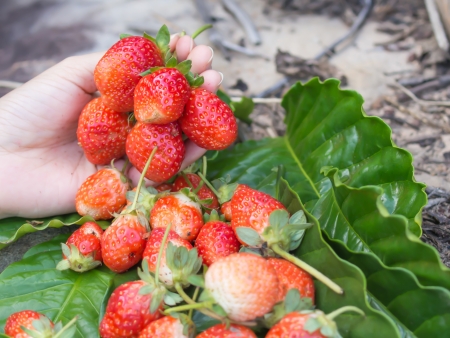 Red fresh strawberries in the woman hand on green leaf backgroundの写真素材