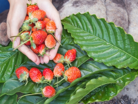 Red fresh strawberries in the woman hand on green leaf backgroundの写真素材