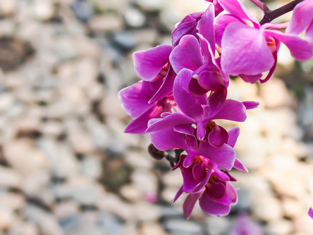 Gentle beautiful orchid on natural backgroundの写真素材
