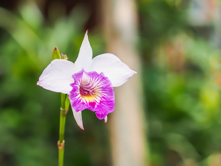 Branch of pink spotted orchids isolated on natural blackgroundの写真素材