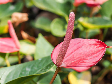 Red Anthurium flower in botanic gardenの写真素材