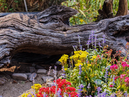Garden flowersの写真素材