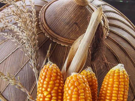 corn, three ears partially husked with hat backgroundの写真素材