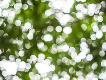 Natural blurred bokeh background from leaf and tree.の写真素材