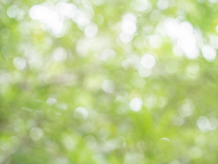 Natural blurred bokeh background from leaf and tree.の写真素材