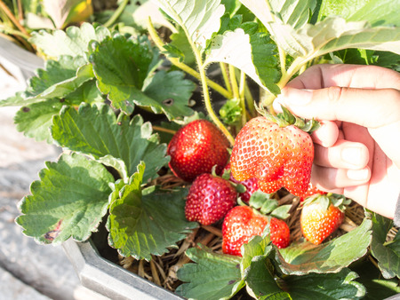 Fresh picked strawberries held over strawberry plantsの写真素材