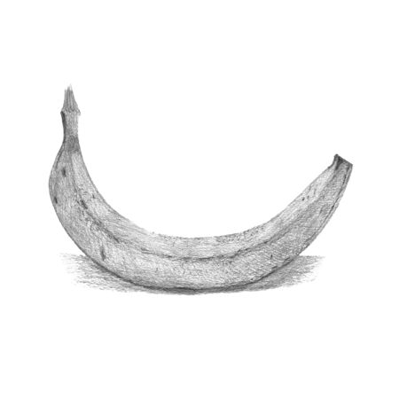 Banana fruit hand drawn pencil illustration.の写真素材