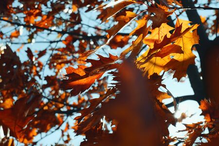 Autumn leaves blue sky sunlight background.