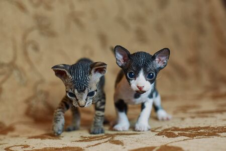 two sphinx kittens go to frame
