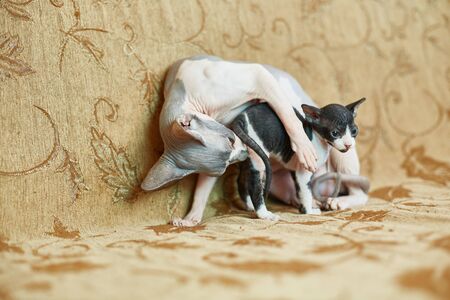 sphinx cat washes her little kittenの写真素材