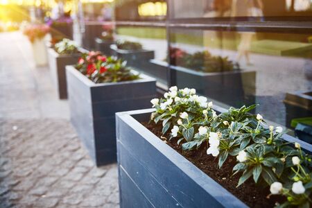 Blooming outdoor potted flowers at sunsetの写真素材