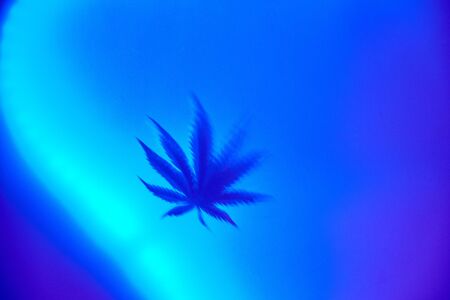 Blurred cannabis leaf on a blue background with place for textの写真素材