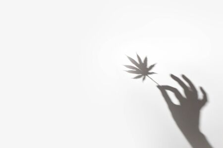 trending shadow leaves. Cannabis leaf in the hand.の写真素材