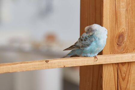 the budgerigar is sleeping with its beak in the back.