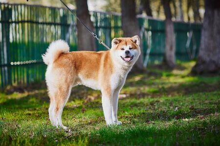 Bright red-haired beautiful purebred dog Akita Inu for a walk in the park. Lake and green grass on the background.の写真素材