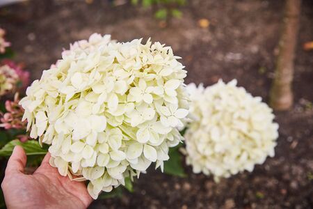 blooming hydrangea is a large flower growing in the garden and a female hand is nearbyの写真素材
