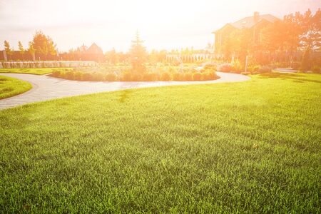 Landscaping. Glade with green grass and spruce in the background in the evening rays of the sun. Copy space.の写真素材