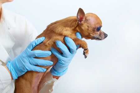Chihuahua dog of the hands of a veterinarian closeup. On a white background with copy space. Banner for the veterinary clinic. Copy space.の写真素材