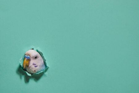 budgie from a hole on green paper. minimalism. Copy space.の写真素材