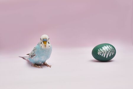 budgerigar with easter egg on pink background with copy space