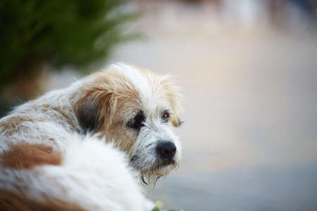 Homeless stray dog lies on the road and looks at the camera
