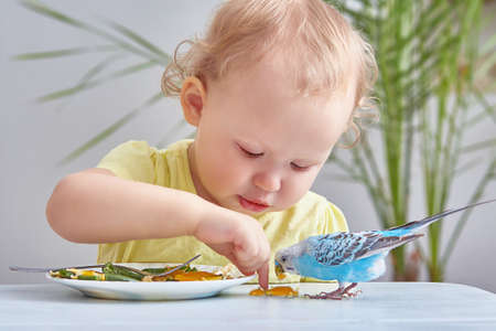 Baby and Pets. Curly toddler feeds the budgie from his plate. lifestyle