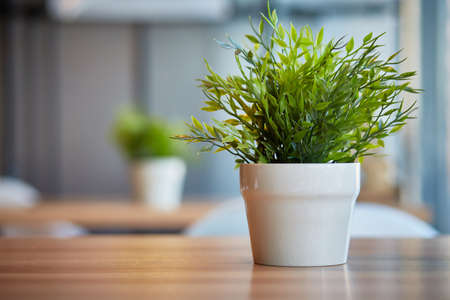 Pots of green plants in the office on the table. Blurred background with space for text.の写真素材