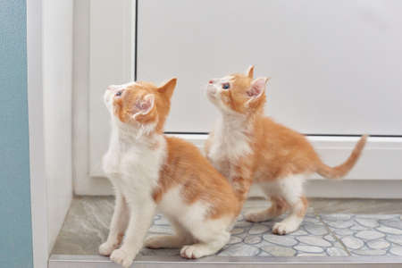 Two red-haired cats saw something interesting. Lifestyle.の写真素材