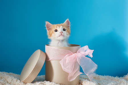 A red kitten in a flower box. Cute peeks out of a round beige box with a bow.の写真素材