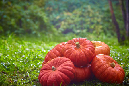 Bunch of big orange pumpkins on the green grass. Autumn harvest, Halloween.の写真素材
