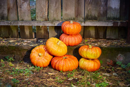 Pumpkins at the fence are stacked in cheap decor for Halloween, a celebration of the holiday
