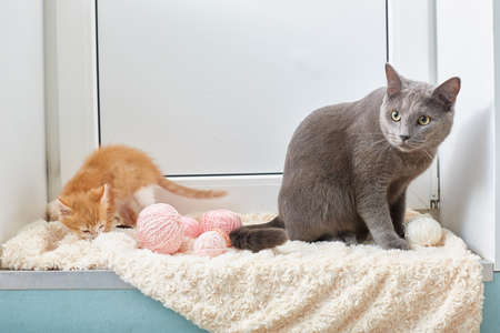 A big gray cat and a small red kitten sitting next to each other. lifestyleの写真素材