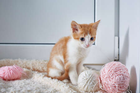 kitten with balls of thread on a light backgroundの写真素材
